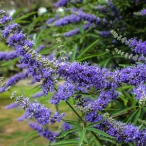 1 Ft Chaste Trees Live Plant, Vitex Agnus Castus Tree for Planting, Texas Lilac Live Lilac Bush Plants, Blue Purple Flower