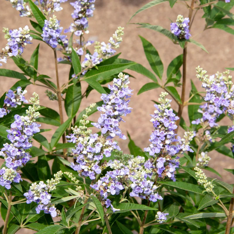 Chaste Trees Live Plant Potted, 12 to 18 Inc Vitex Agnus Castus Tree for Planting, Texas Lilac Live Lilac Bush Plants, Blue Purple Flower