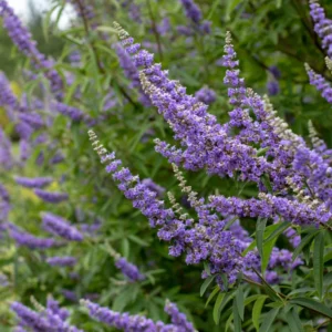 Texas Lilac Chaste Trees Live Plant Potted, 12 to 18 Inc , Blue Purple Tree Vitex Agnus Castus Tree for Planting, Live Lilac Bush Plants