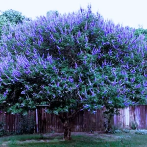 Texas Lilac Chaste Trees Live Plant Potted, 12 to 18 Inc , Blue Purple Tree Vitex Agnus Castus Tree for Planting, Live Lilac Bush Plants