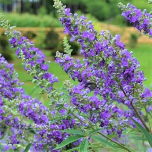 Blue Chaste Trees Live Plant, Vitex Agnus Castus Tree for Planting, Texas Lilac Live Lilac Bush Plants, No Pot, 6-12 Inc Tall
