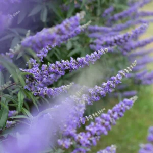 Blue Chaste Trees Live Plant, Vitex Agnus Castus Tree for Planting, Texas Lilac Live Lilac Bush Plants, No Pot, 6-12 Inc Tall