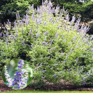 Pack 3 Texas Lilac Chaste Trees Live Plant, Blue Chaste Tree, Purple Tree Vitex Agnus Castus Tree for Planting, Live Lilac Bush Plants, No Pot, 6-12 Inc Tall