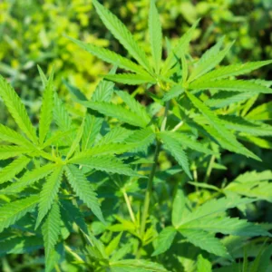 Pack 3 Texas Lilac Chaste Trees Live Plant, Blue Chaste Tree, Purple Tree Vitex Agnus Castus Tree for Planting, Live Lilac Bush Plants, No Pot, 6-12 Inc Tall