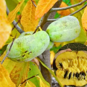 Paw Paw Tree Seedlings Live Plant in Quart Pot, Pawpaw Tree, 8 to 12 Inc Tall, Dormant in Winter, No Leaf, Well Rooted Tree