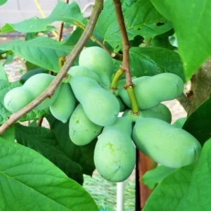 Paw Paw Tree Seedlings Live Plant in Quart Pot, Pawpaw Tree, 8 to 12 Inc Tall, Dormant in Winter, No Leaf, Well Rooted Tree