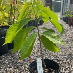 Paw Paw Tree Seedlings Live Plant in Quart Pot, Pawpaw Tree, 8 to 12 Inc Tall, Dormant in Winter, No Leaf, Well Rooted Tree