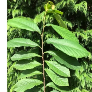 Paw Paw Tree Seedlings Live Plant in Quart Pot, Pawpaw Tree, 8 to 12 Inc Tall, Dormant in Winter, No Leaf, Well Rooted Tree