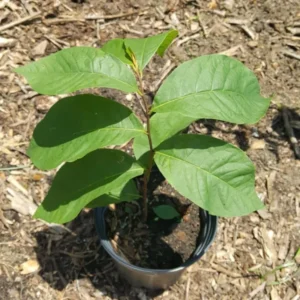 Set 2 Pawpaw Tree Seedlings Live Plant in Quart Pot, Paw Paw Tree Asimina Triloba, 8 to 12 Inc Tall, Dormant in Winter, No Leaf, 1 Year Old Tree