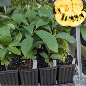 Set 2 Pawpaw Tree Seedlings Live Plant in Quart Pot, Paw Paw Tree Asimina Triloba, 8 to 12 Inc Tall, Dormant in Winter, No Leaf, 1 Year Old Tree