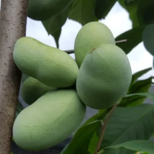 Set 2 Pawpaw Tree Seedlings Live Plant in Quart Pot, Paw Paw Tree Asimina Triloba, 8 to 12 Inc Tall, Dormant in Winter, No Leaf, 1 Year Old Tree