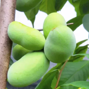 Combo 3 Paw Paw Tree Live Plant in Quart Pot, Pawpaw Tree Seedlings, 1 Year Old Pawpaw Tree, 8 to 12 Inc Tall, Dormant in Winter, No Leaf, Well Rooted Tree