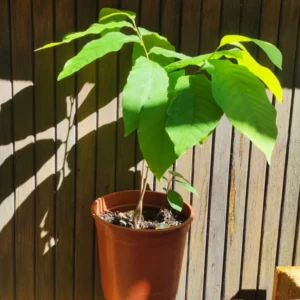 Combo 3 Paw Paw Tree Live Plant in Quart Pot, Pawpaw Tree Seedlings, 1 Year Old Pawpaw Tree, 8 to 12 Inc Tall, Dormant in Winter, No Leaf, Well Rooted Tree