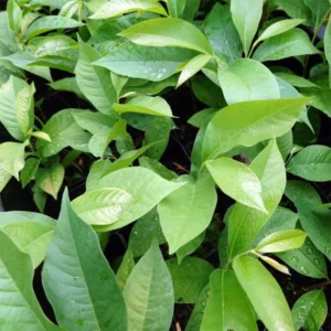 Combo 3 Paw Paw Tree Live Plant in Quart Pot, Pawpaw Tree Seedlings, 1 Year Old Pawpaw Tree, 8 to 12 Inc Tall, Dormant in Winter, No Leaf, Well Rooted Tree