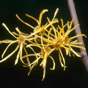 American Witch Hazel Plant, Cold Hardy Witch-hazel Shrubs, 8 to 12 Inc Tall in Quart Pot, Established Tree, Dormant in Winter, Witch Hazel Shrubs Tree for Planting