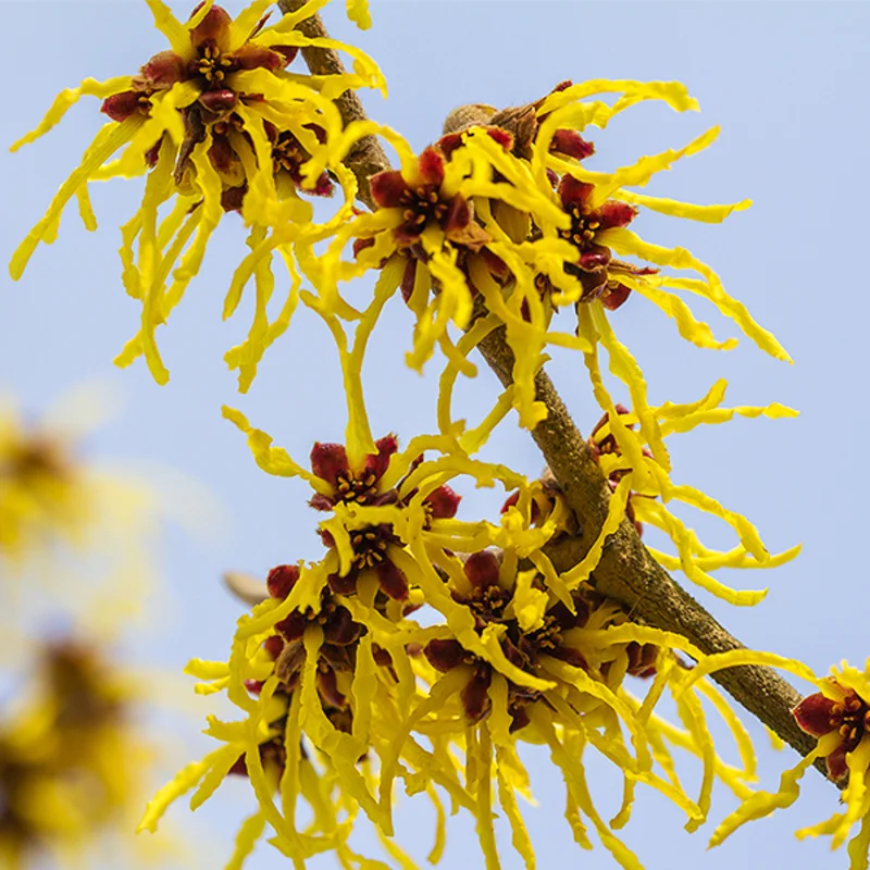 American Witch Hazel Plant in Quart Pot, 8" to 1 Feet Tall, Established Tree, Dormant in Winter, Witch Hazel Shrubs Tree for Planting
