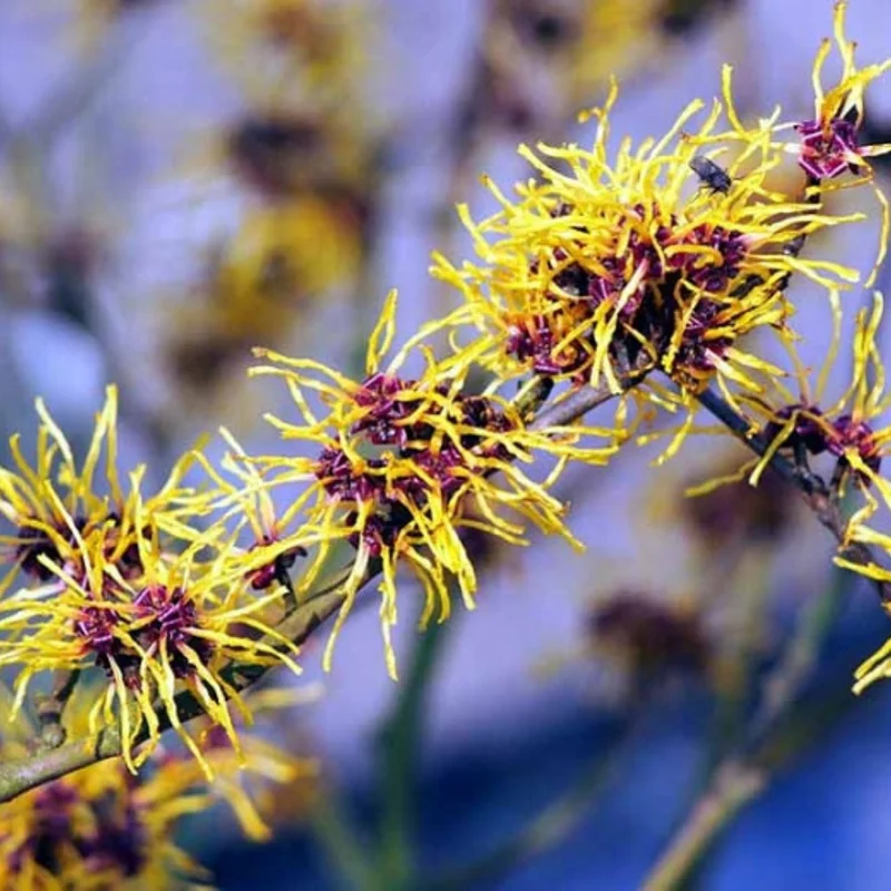 American Witch Hazel Plant in Quart Pot, 8" to 1 Feet Tall, Established Tree, Dormant in Winter, Witch Hazel Shrubs Tree for Planting