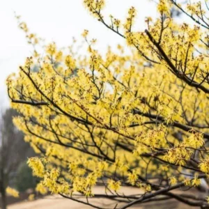 American Witch Hazel Plant in Quart Pot, 8