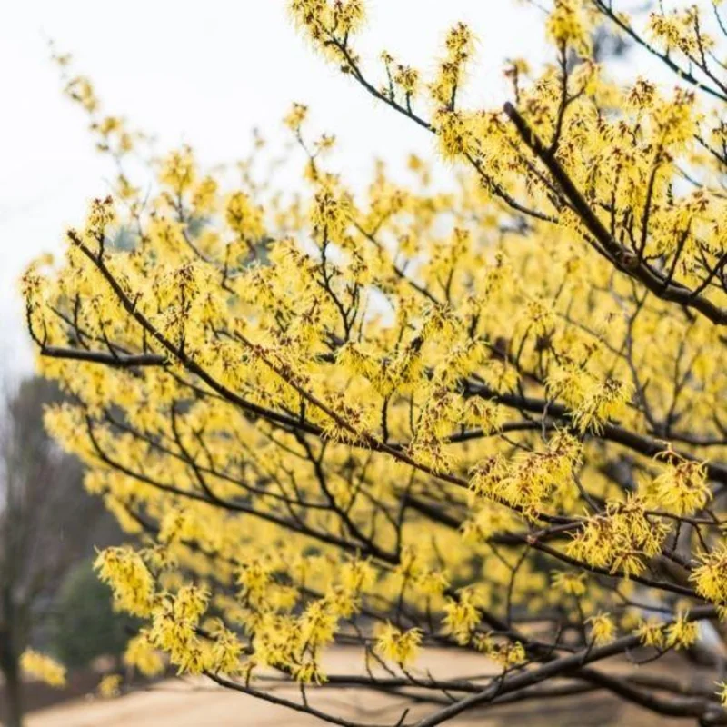 American Witch Hazel Plant in Quart Pot, 8" to 1 Feet Tall, Established Tree, Dormant in Winter, Witch Hazel Shrubs Tree for Planting