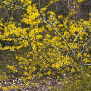 American Witch Hazel Plant, Cold Hardy Witch-hazel Shrubs, 8 to 12 Inc Tall in Quart Pot, Established Tree, Dormant in Winter, Witch Hazel Shrubs Tree for Planting