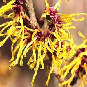 Cold Hardy American Witch Hazel Shrubs Plant in Quart Pot, 8 to 12 Inc Tall, Established Root, Dormant in Winter, Outdoor Planting