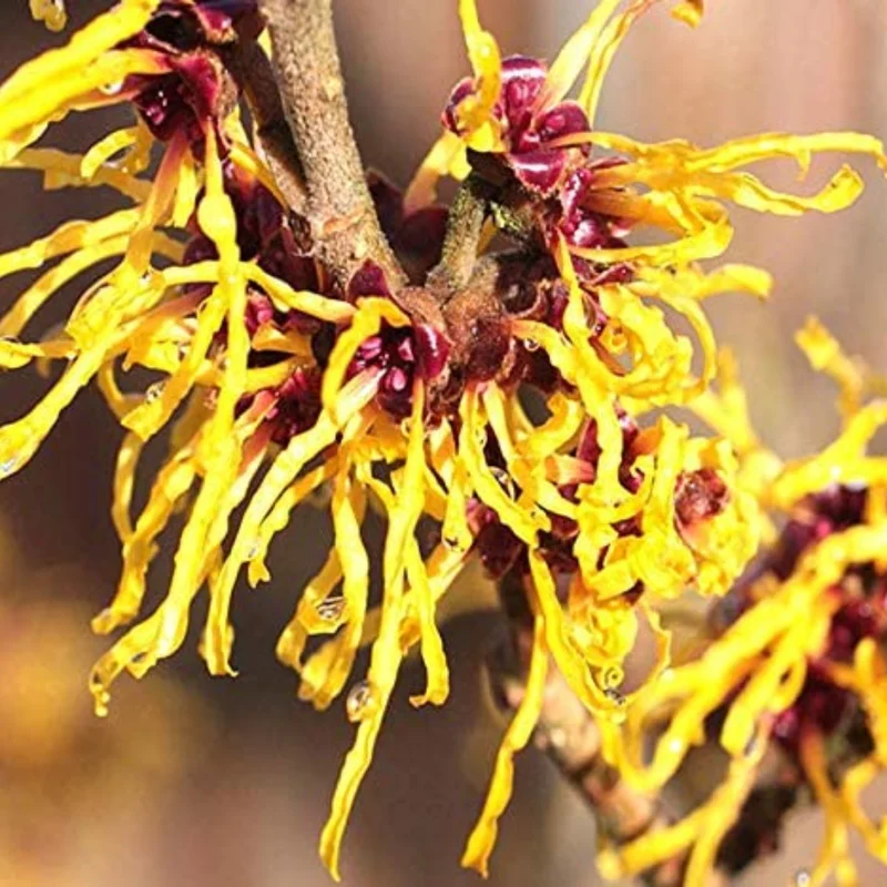 Cold Hardy American Witch Hazel Shrubs Plant in Quart Pot, 8 to 12 Inc Tall, Established Root, Dormant in Winter, Outdoor Planting