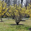 Cold Hardy American Witch Hazel Shrubs Plant in Quart Pot, 8 to 12 Inc Tall, Established Root, Dormant in Winter, Outdoor Planting