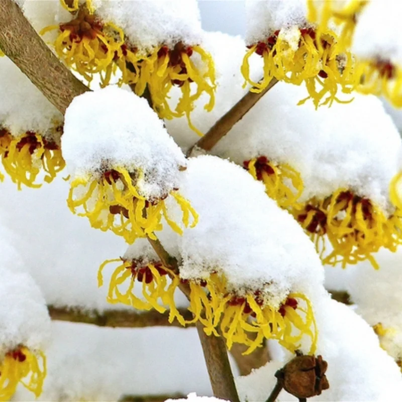 Cold Hardy American Witch Hazel Shrubs Plant in Quart Pot, 8 to 12 Inc Tall, Established Root, Dormant in Winter, Outdoor Planting