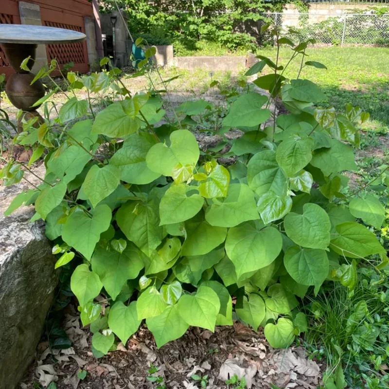 Set of 5 Eastern Redbud Trees, Live Redbud Plant Bare Root Dormant, 1-2 Ft Tall Purple Pink Redbud Live Plant, No Leaf in Winter, Landscaping Redbud Tree