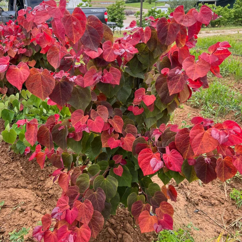 Pack 5 Redbud Trees Live Plant, Purple Eastern Redbud Plants, 1 Year Old Well Rooted Bare Root Dormant, Pink Redbud Live Plant, No Leaf in Winter, Ornamental Redbud Trees