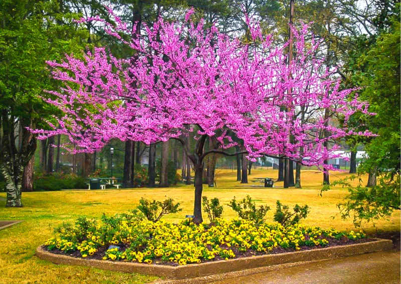 Pack 5 Redbud Trees Live Plant, Purple Eastern Redbud Plants, 1 Year Old Well Rooted Bare Root Dormant, Pink Redbud Live Plant, No Leaf in Winter, Ornamental Redbud Trees