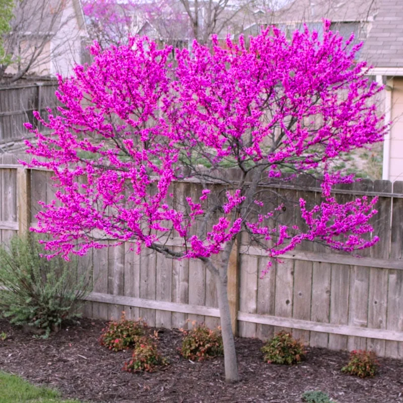 Set of 5 Eastern Redbud Trees, Live Redbud Plant Bare Root Dormant, 1-2 Ft Tall Purple Pink Redbud Live Plant, No Leaf in Winter, Landscaping Redbud Tree