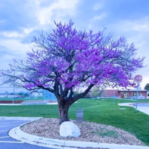 Set of 10 Eastern Redbud Trees, Live Redbud Plant Bare Root Dormant, 1-2 Ft Tall Purple Pink Redbud Live Plant, No Leaf in Winter, Landscaping Redbud Tree