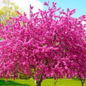 Set of 10 Eastern Redbud Trees, Live Redbud Plant Bare Root Dormant, 1-2 Ft Tall Purple Pink Redbud Live Plant, No Leaf in Winter, Landscaping Redbud Tree