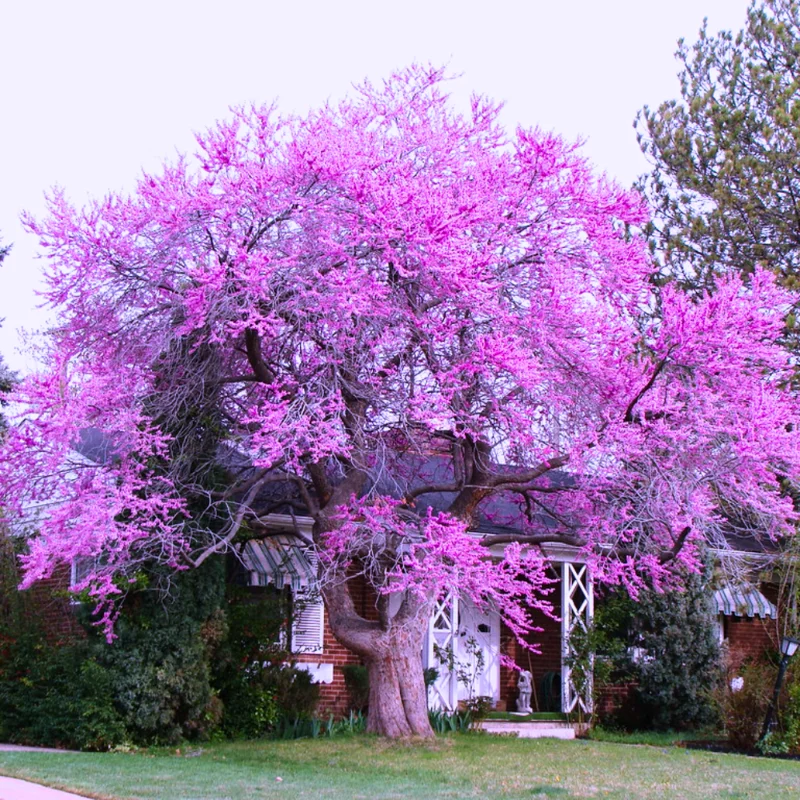 Set of 10 Eastern Redbud Trees, Live Redbud Plant Bare Root Dormant, 1-2 Ft Tall Purple Pink Redbud Live Plant, No Leaf in Winter, Landscaping Redbud Tree