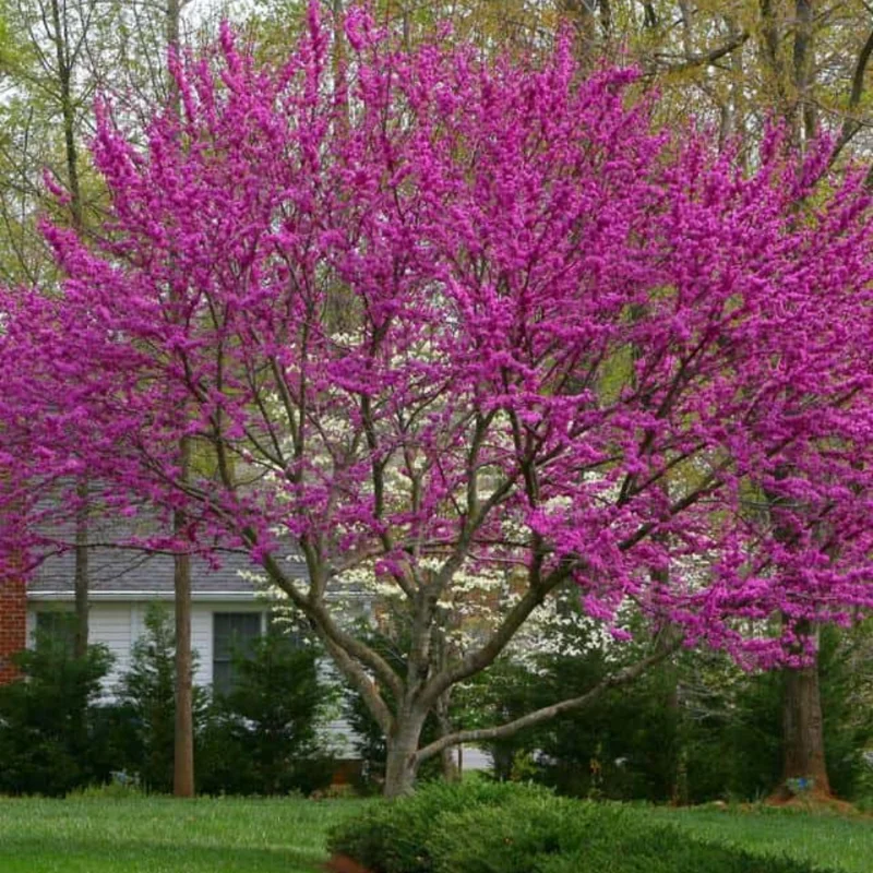 Set of 10 Eastern Redbud Trees, Live Redbud Plant Bare Root Dormant, 1-2 Ft Tall Purple Pink Redbud Live Plant, No Leaf in Winter, Landscaping Redbud Tree