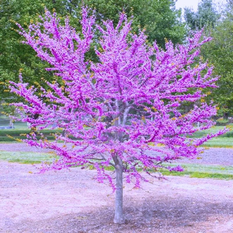 Combo 5 Redbud Trees Seedlings Live Plants, Live Eastern Redbud Plant Bare Root Dormant, Purple Pink Red Bud Live Plant, No Leaf in Winter, Landscaping Redbud Tree