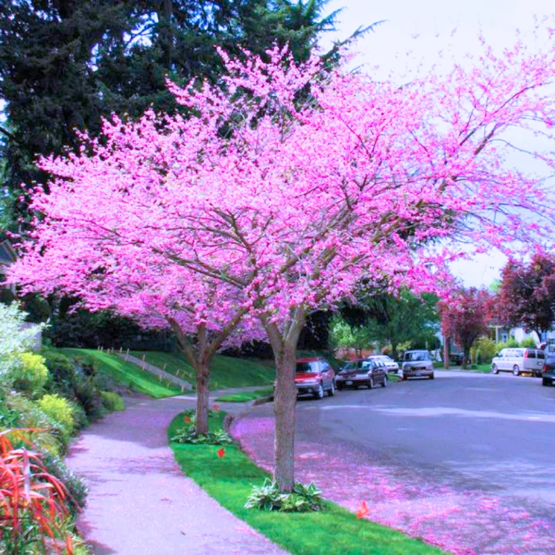 Pack 10 Redbud Trees Live Plant, Purple Eastern Redbud Plants, 1 Year Old Well Rooted Bare Root Dormant, Pink Redbud Live Plant, No Leaf in Winter, Ornamental Redbud Trees
