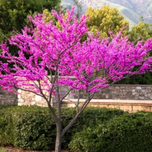 Pack 10 Redbud Trees Live Plant, Purple Eastern Redbud Plants, 1 Year Old Well Rooted Bare Root Dormant, Pink Redbud Live Plant, No Leaf in Winter, Ornamental Redbud Trees