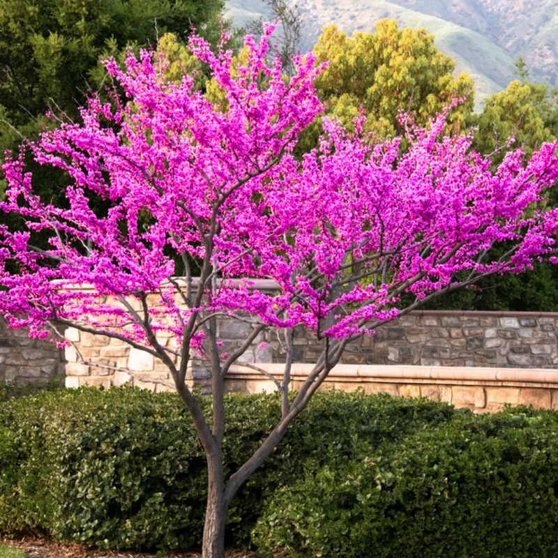 Pack 10 Redbud Trees Live Plant, Purple Eastern Redbud Plants, 1 Year Old Well Rooted Bare Root Dormant, Pink Redbud Live Plant, No Leaf in Winter, Ornamental Redbud Trees
