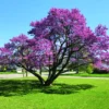 Combo 10 Redbud Trees Seedlings Live Plants, Live Eastern Redbud Plant Bare Root Dormant, Purple Pink Red Bud Live Plant, No Leaf in Winter, Landscaping Redbud Tree