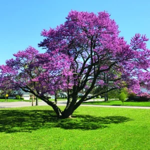 Combo 10 Redbud Trees Seedlings Live Plants, Live Eastern Redbud Plant Bare Root Dormant, Purple Pink Red Bud Live Plant, No Leaf in Winter, Landscaping Redbud Tree