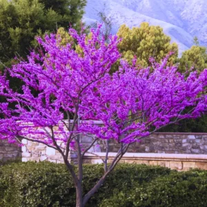 Combo 10 Redbud Trees Seedlings Live Plants, Live Eastern Redbud Plant Bare Root Dormant, Purple Pink Red Bud Live Plant, No Leaf in Winter, Landscaping Redbud Tree