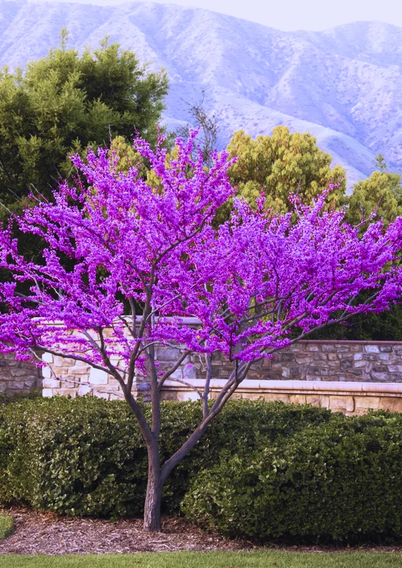 Combo 10 Redbud Trees Seedlings Live Plants, Live Eastern Redbud Plant Bare Root Dormant, Purple Pink Red Bud Live Plant, No Leaf in Winter, Landscaping Redbud Tree