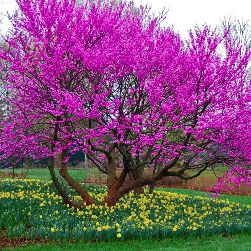 Combo 10 Redbud Trees Seedlings Live Plants, Live Eastern Redbud Plant Bare Root Dormant, Purple Pink Red Bud Live Plant, No Leaf in Winter, Landscaping Redbud Tree