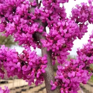 Combo 10 Redbud Trees Seedlings Live Plants, Live Eastern Redbud Plant Bare Root Dormant, Purple Pink Red Bud Live Plant, No Leaf in Winter, Landscaping Redbud Tree