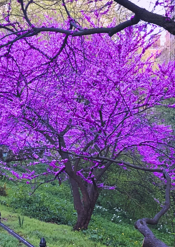 Pack 10 Redbud Trees Live Plant, Purple Eastern Redbud Plants, 1 Year Old Well Rooted Bare Root Dormant, Pink Redbud Live Plant, No Leaf in Winter, Ornamental Redbud Trees