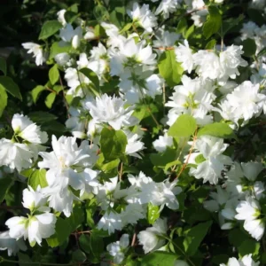 Snowflake Mock Orange Bush Shrubs, Philadelphus Mock Orange Tree Live Plant, White Climbing Bush Shrub Tree, Fragrant Shrub, Bare Root and Dormant, No Leaf