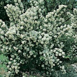 Snowflake Mock Orange Bush Shrubs, Philadelphus Mock Orange Tree Live Plant, White Climbing Bush Shrub Tree, Fragrant Shrub, Bare Root and Dormant, No Leaf
