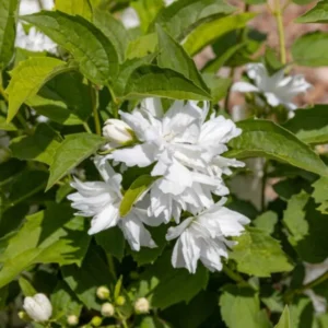 Snowflake Mock Orange Bush Shrubs, Philadelphus Mock Orange Tree Live Plant, White Climbing Bush Shrub Tree, Fragrant Shrub, Bare Root and Dormant, No Leaf